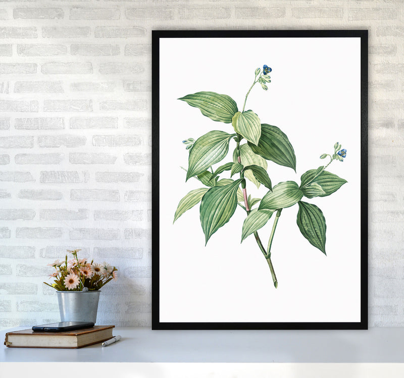 Vintage Botanical Plant Art Print by Jason Stanley A1 White Frame