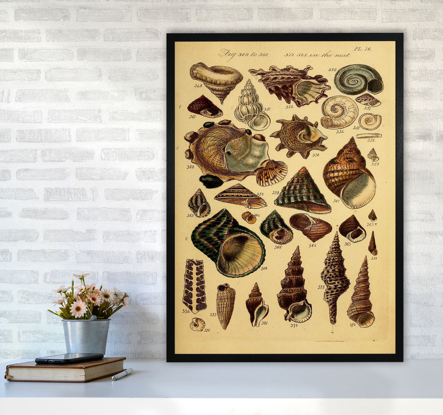 Vintage Shells Art Print by Jason Stanley A1 White Frame