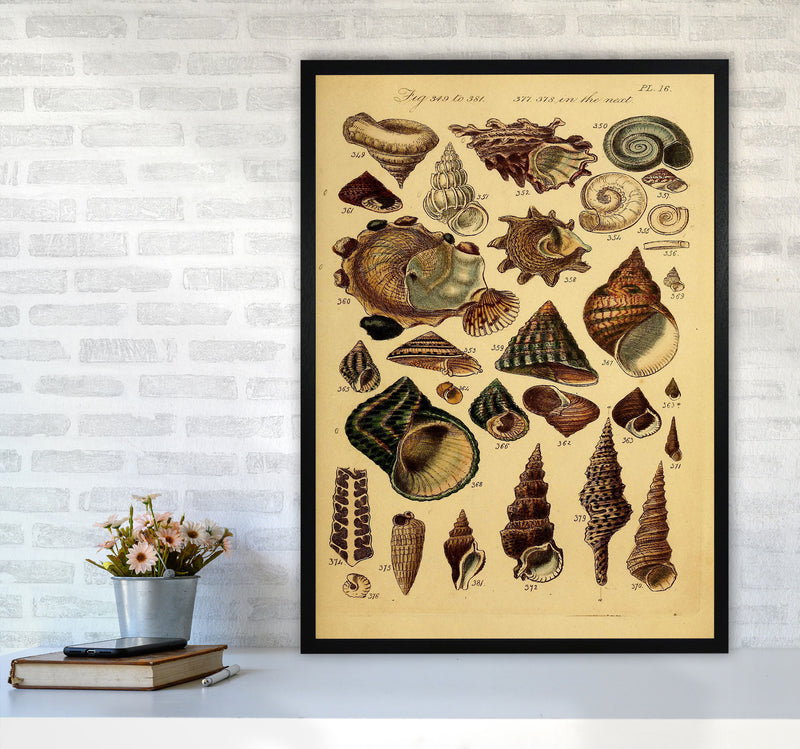 Vintage Shells Art Print by Jason Stanley A1 White Frame