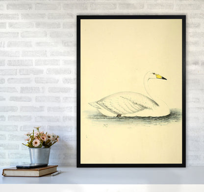Vintage Swan Art Print by Jason Stanley A1 White Frame