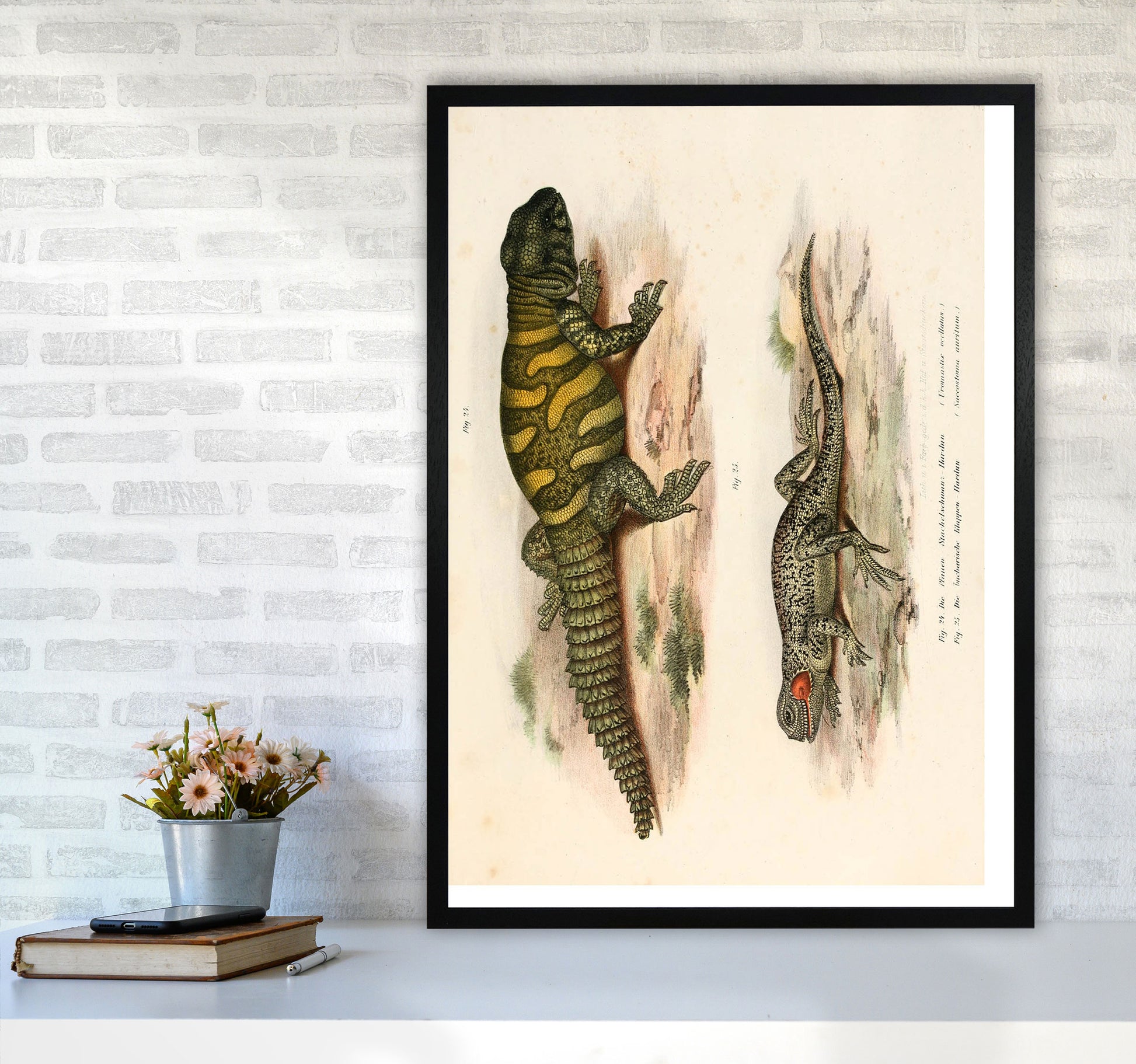 Vintage Lizard Illustration Art Print by Jason Stanley A1 White Frame
