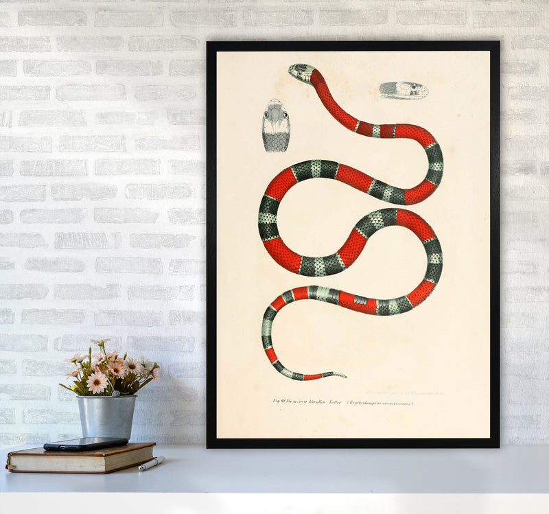 Vintage Snake Illustration 2 Art Print by Jason Stanley A1 White Frame