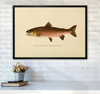 Dolly Varden Trout Illustration Art Print by Jason Stanley A1 White Frame