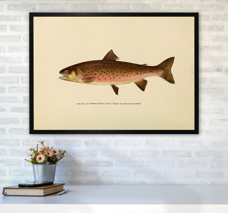 Dolly Varden Trout Illustration Art Print by Jason Stanley A1 White Frame