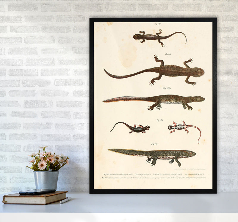 Vintage Newt Illustration Art Print by Jason Stanley A1 White Frame