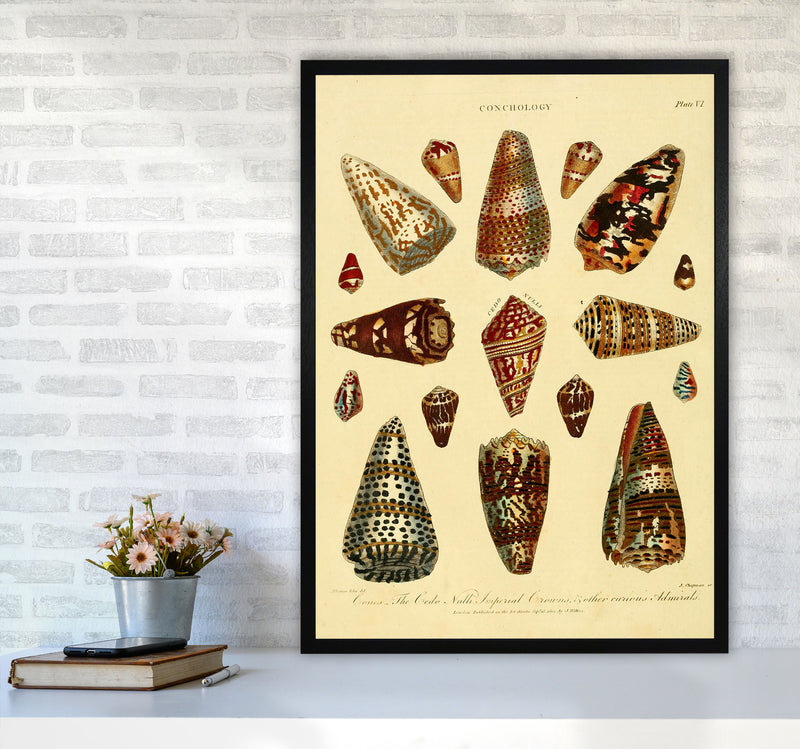Conchology Illustration 2 Art Print by Jason Stanley A1 White Frame