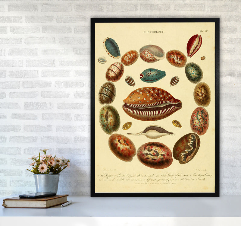 Conchology Illustration Art Print by Jason Stanley A1 White Frame