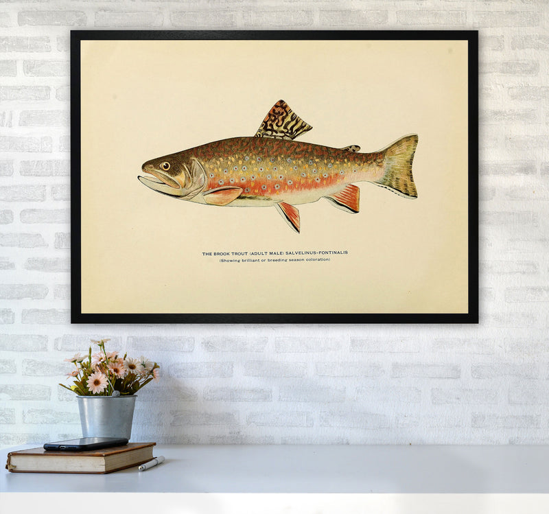Brook Trout Illustration Art Print by Jason Stanley A1 White Frame