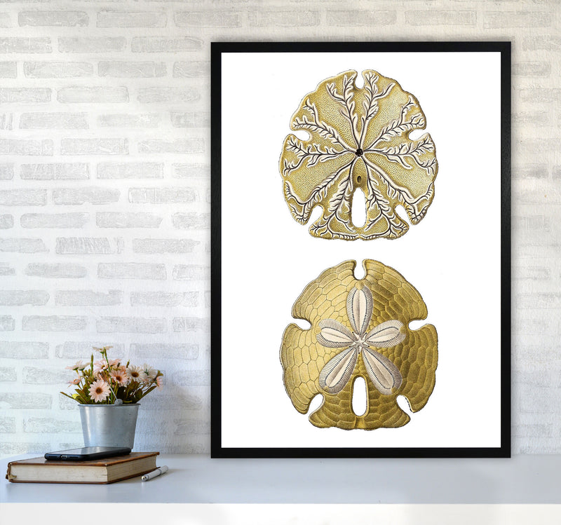 Sand Dollar Illustration Art Print by Jason Stanley A1 White Frame