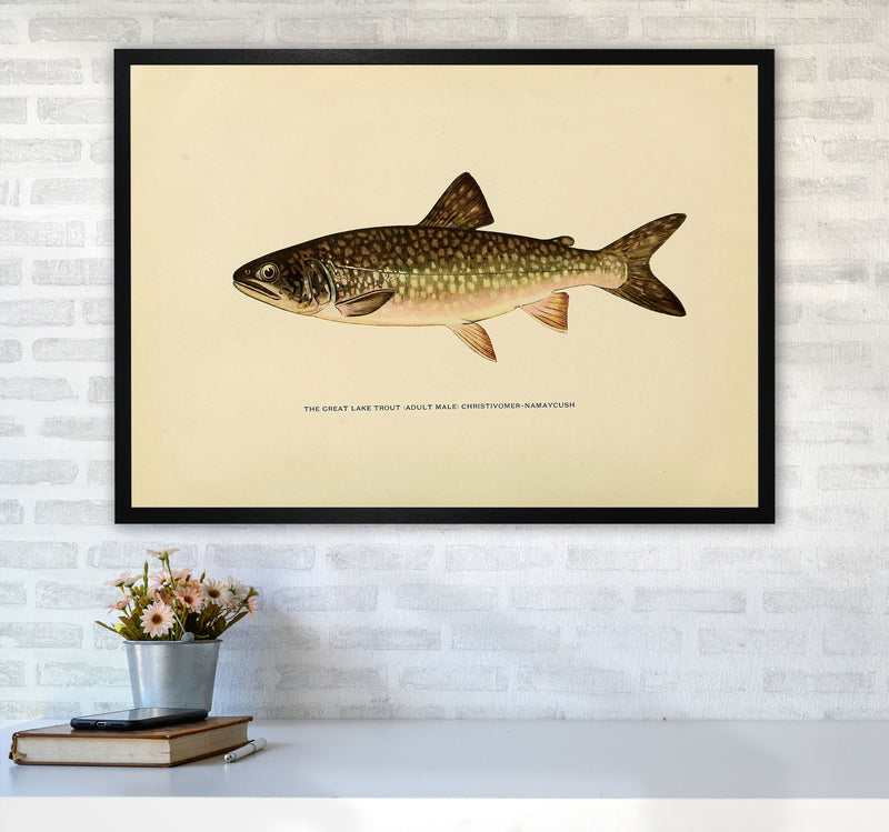 Lake Trout Illustration Art Print by Jason Stanley A1 White Frame