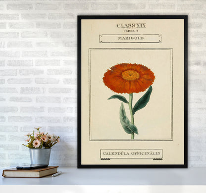 Vintage Flower Series 9 Art Print by Jason Stanley A1 White Frame