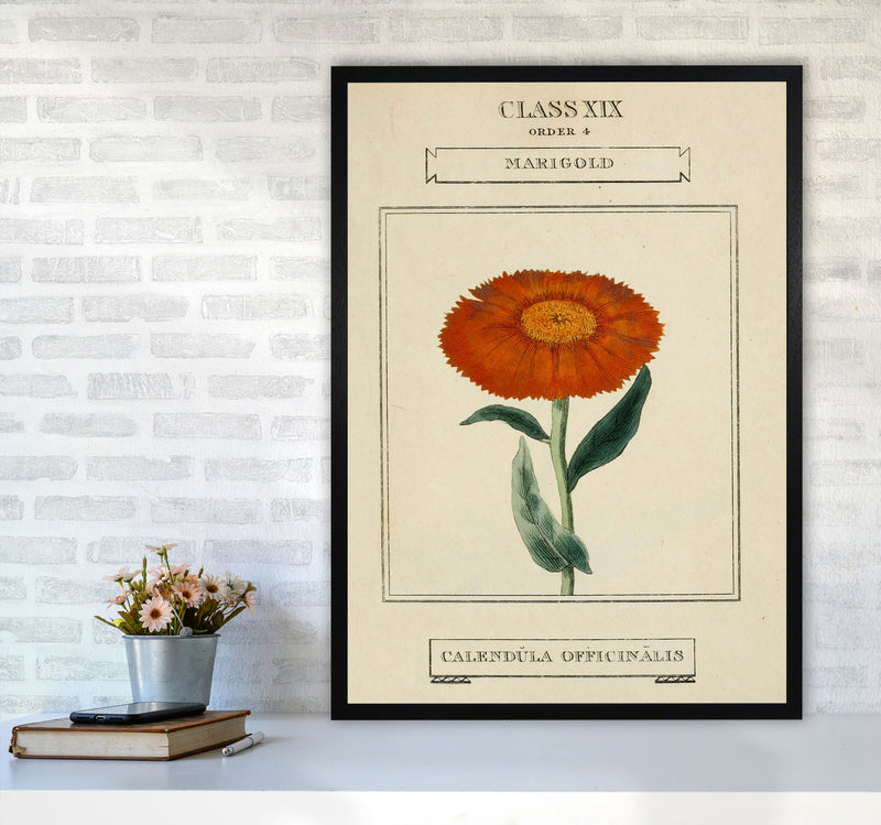 Vintage Flower Series 9 Art Print by Jason Stanley A1 White Frame