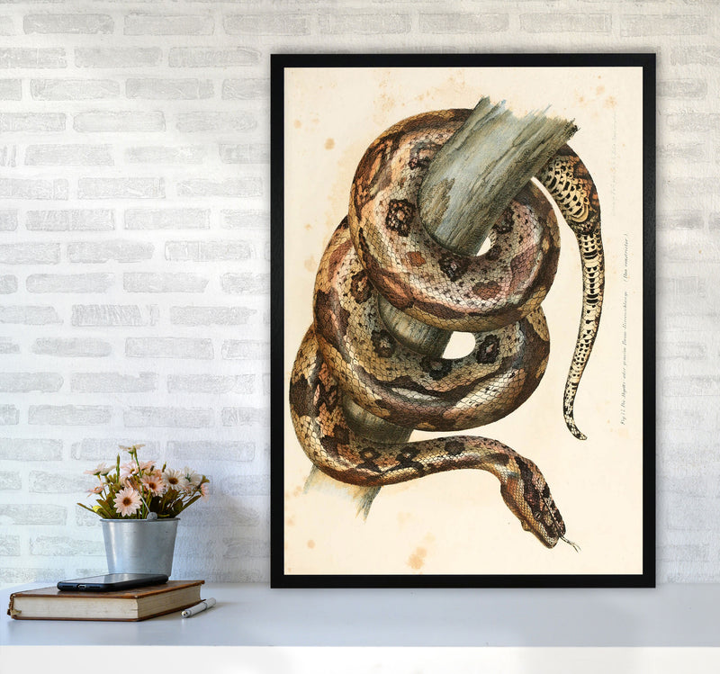 Vintage Snake Illustration Art Print by Jason Stanley A1 White Frame