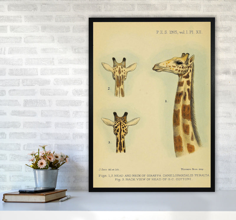Longest Neck In The Jungle Art Print by Jason Stanley A1 White Frame