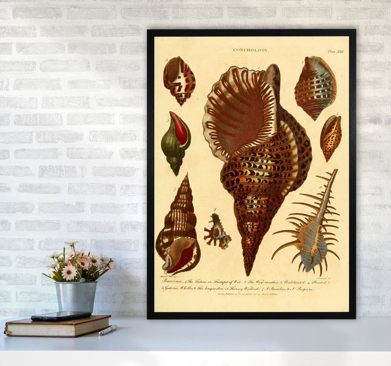 Vintage Conchology 2 Art Print by Jason Stanley A1 White Frame