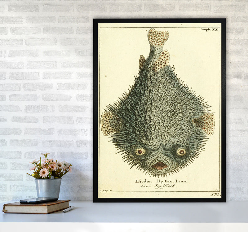Vintage Japanese Fish Art Print by Jason Stanley A1 White Frame