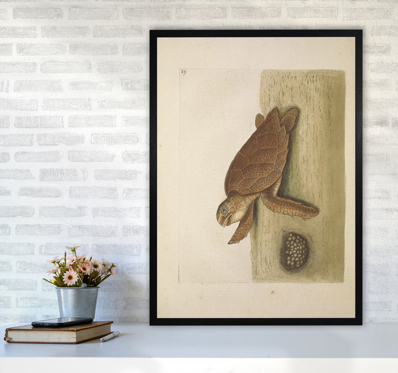 Vintage Sea Turtle Art Print by Jason Stanley A1 White Frame