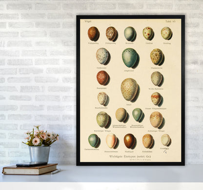 Vintage Set Of Eggs Art Print by Jason Stanley A1 White Frame