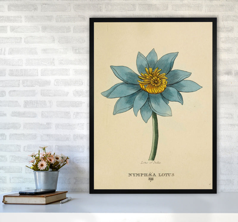 Vintage Lotus Flower Art Print by Jason Stanley A1 White Frame