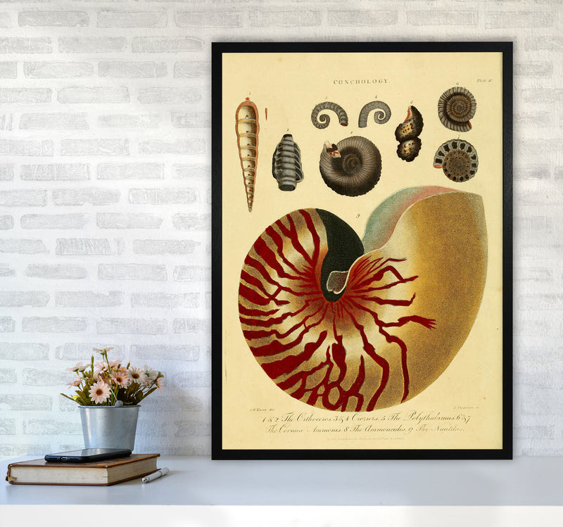 Vintage Conchology Art Print by Jason Stanley A1 White Frame