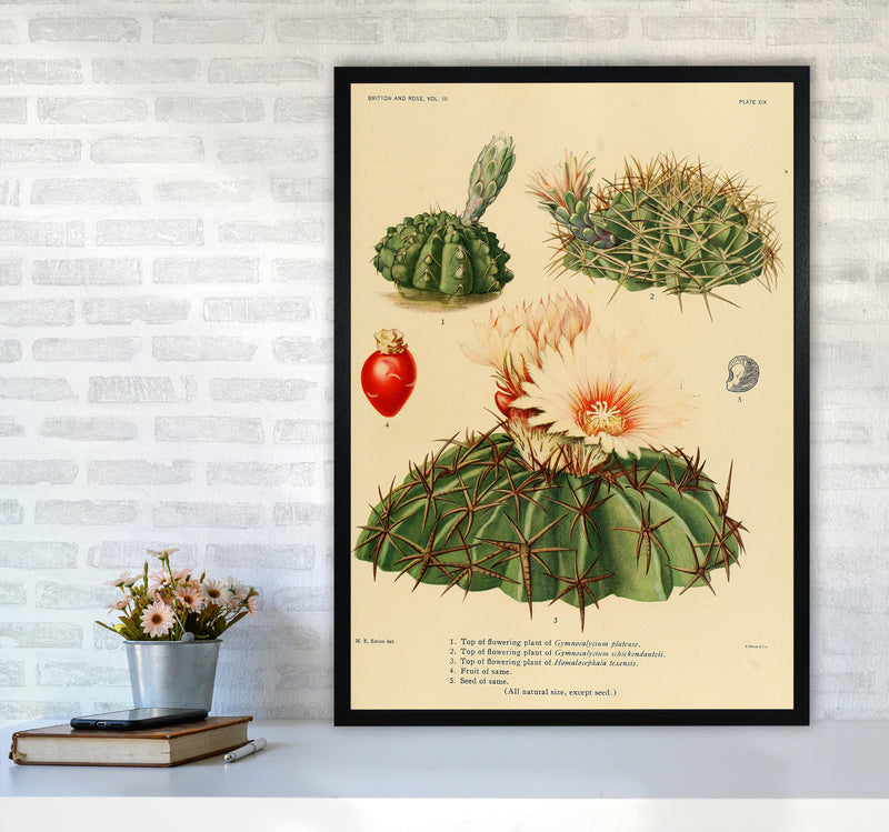Cactus Series 14 Art Print by Jason Stanley A1 White Frame