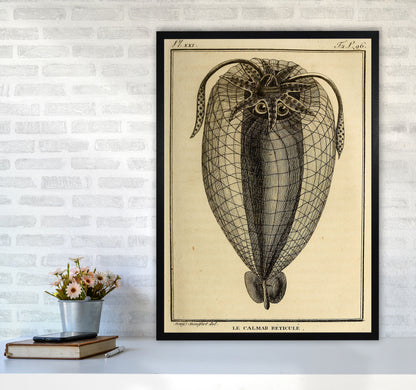 Vintage Squid 4 Art Print by Jason Stanley A1 White Frame