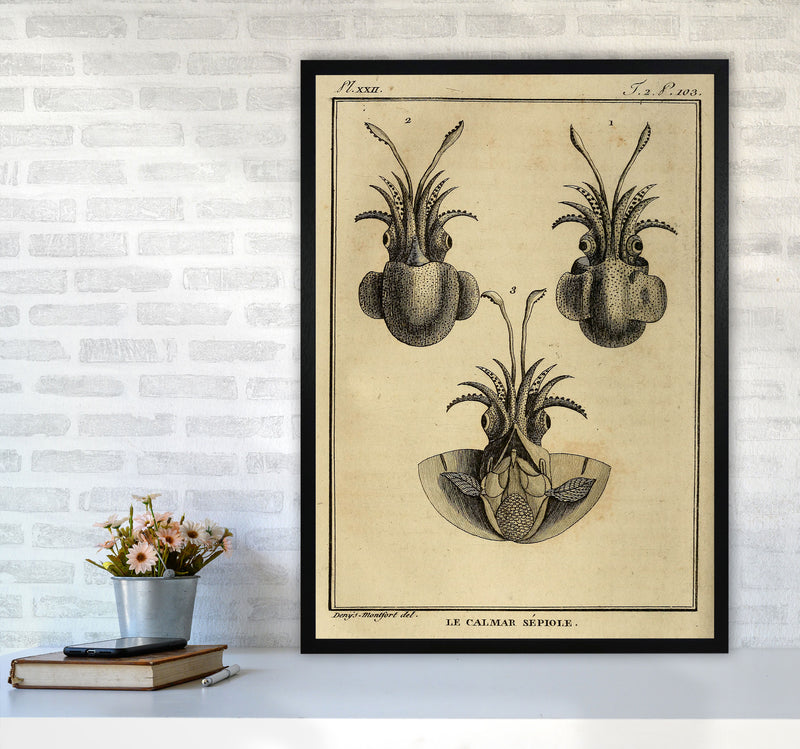 Vintage Squid 3 Art Print by Jason Stanley A1 White Frame