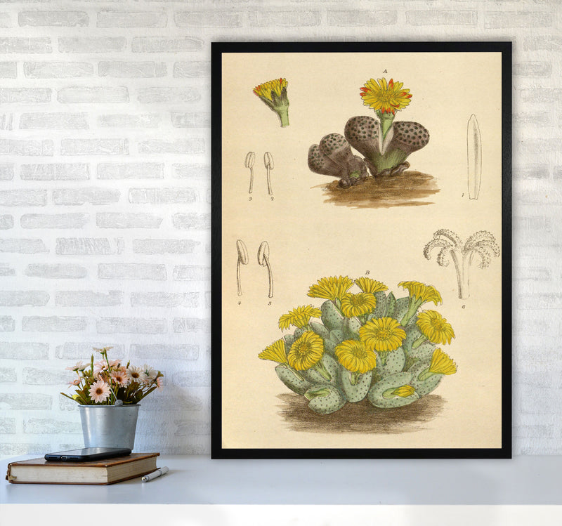 Vintage Cactus III Art Print by Jason Stanley A1 White Frame