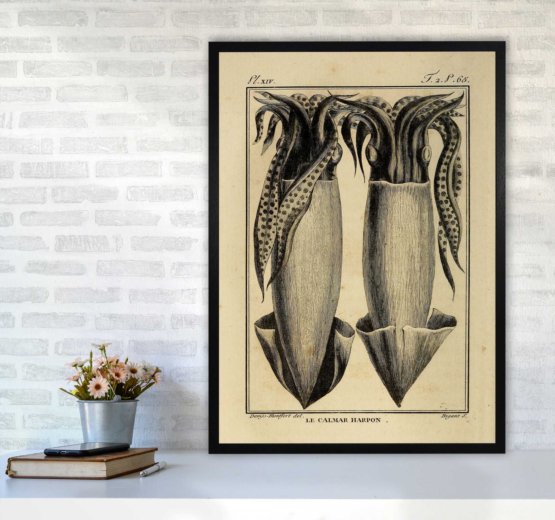 Vintage Squid 5 Art Print by Jason Stanley A1 White Frame