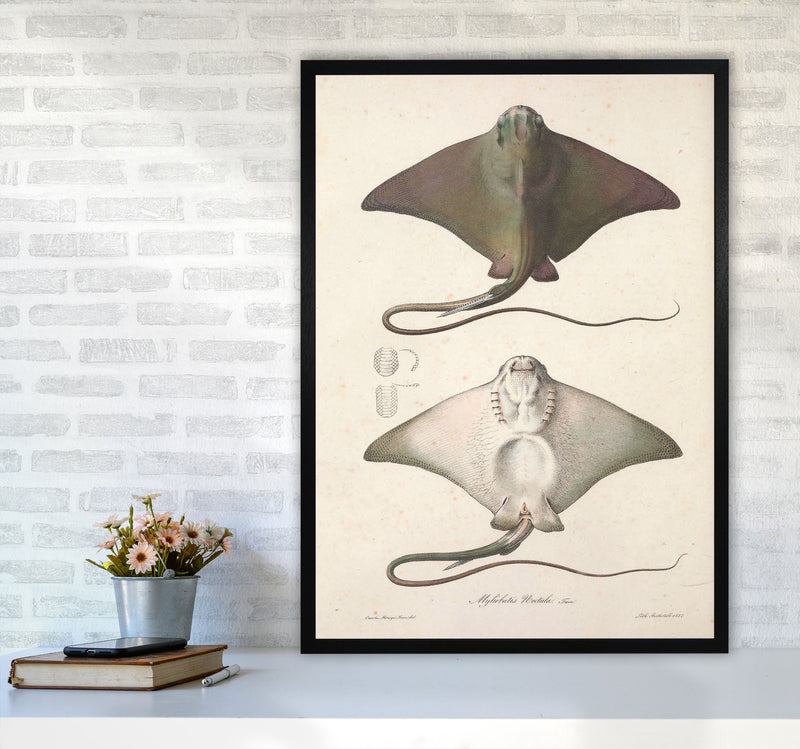 Vintage Stingray Art Print by Jason Stanley A1 White Frame