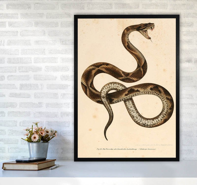 Vintage Snake Art Print by Jason Stanley
