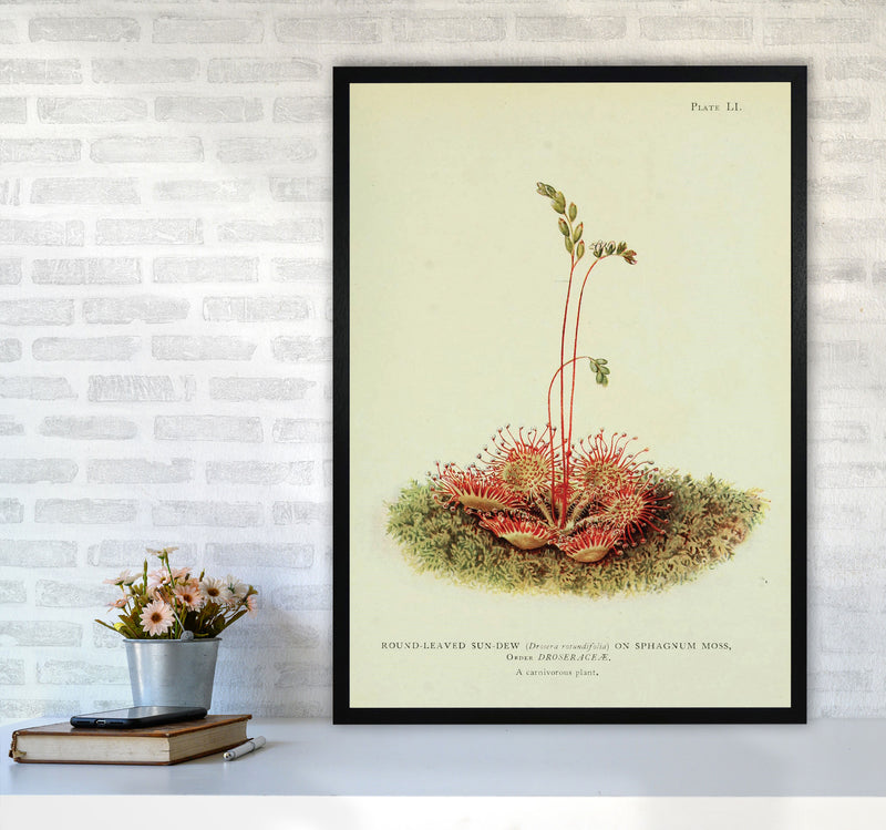 Venus Fly Trap Art Print by Jason Stanley A1 White Frame