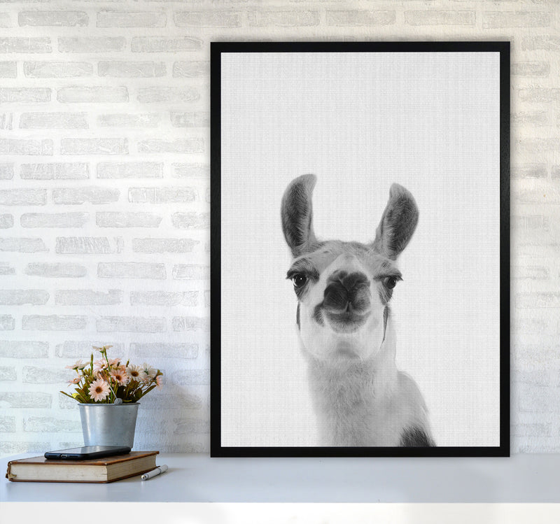 Llama Art Print by Jason Stanley A1 White Frame