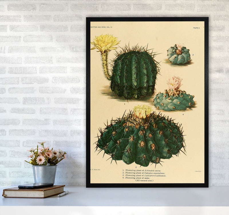 Cactus Series8 Art Print by Jason Stanley A1 White Frame