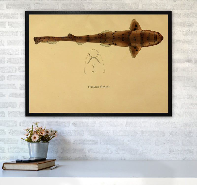 Shark Series 2 Art Print by Jason Stanley A1 White Frame