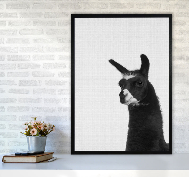 Llama