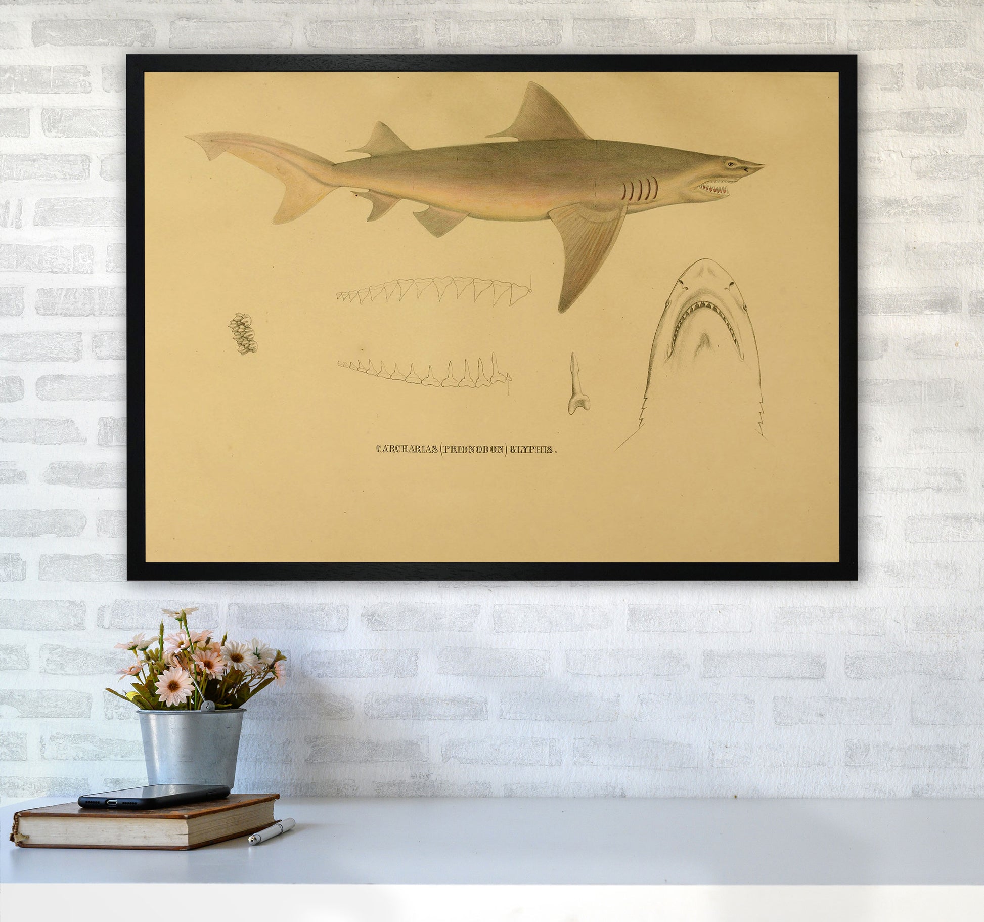 Shark Series 3 Art Print by Jason Stanley A1 White Frame