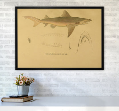 Shark Series 3 Art Print by Jason Stanley A1 White Frame
