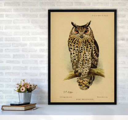 Vintage Owl Art Print by Jason Stanley A1 White Frame