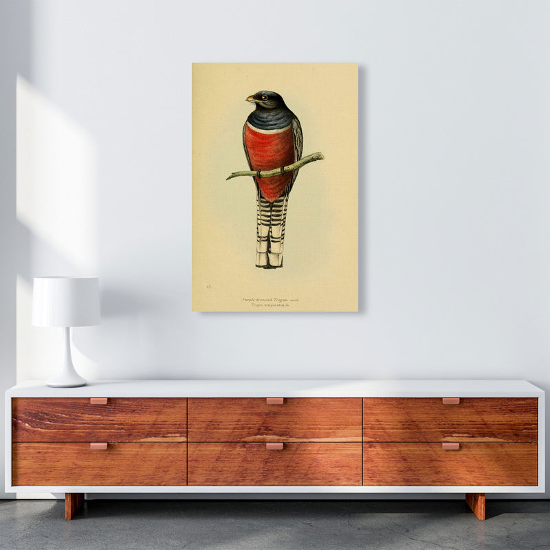 Vintage Purple Breasted Trogon Art Print by Jason Stanley A1 Canvas