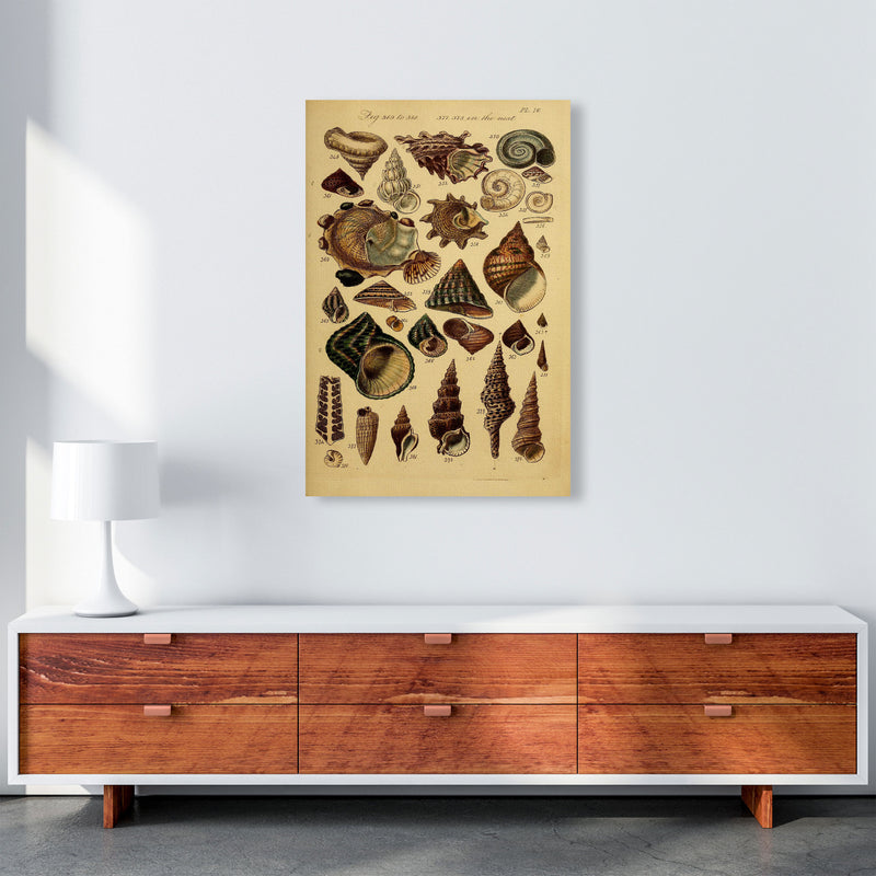 Vintage Shells Art Print by Jason Stanley A1 Canvas