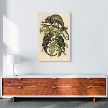 Vintage Chameleon Illustration Art Print by Jason Stanley A1 Canvas