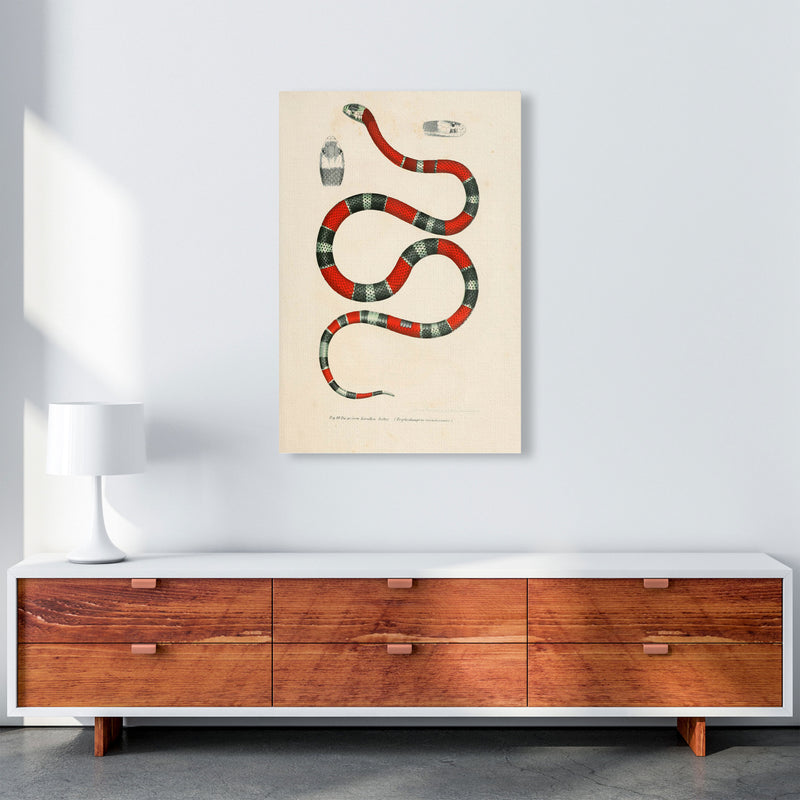 Vintage Snake Illustration 2 Art Print by Jason Stanley A1 Canvas