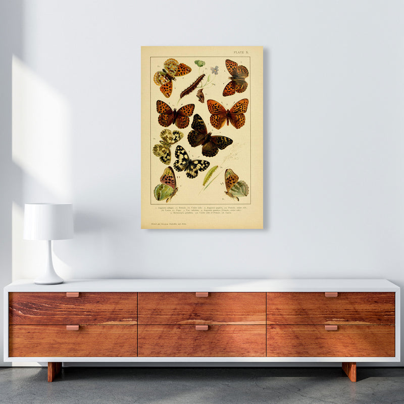 Vintage Butterfly Illustration Art Print by Jason Stanley A1 Canvas