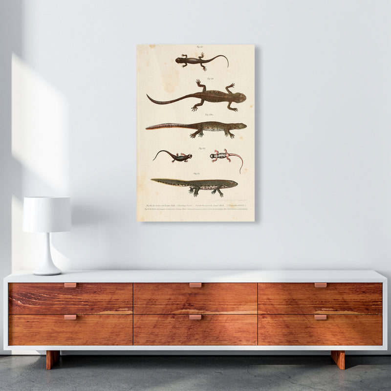 Vintage Newt Illustration Art Print by Jason Stanley A1 Canvas