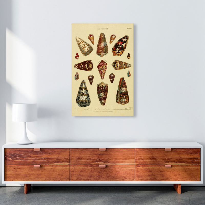 Conchology Illustration 2 Art Print by Jason Stanley A1 Canvas