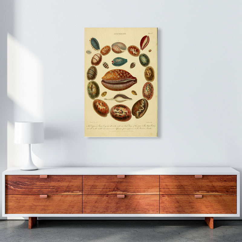 Conchology Illustration Art Print by Jason Stanley A1 Canvas