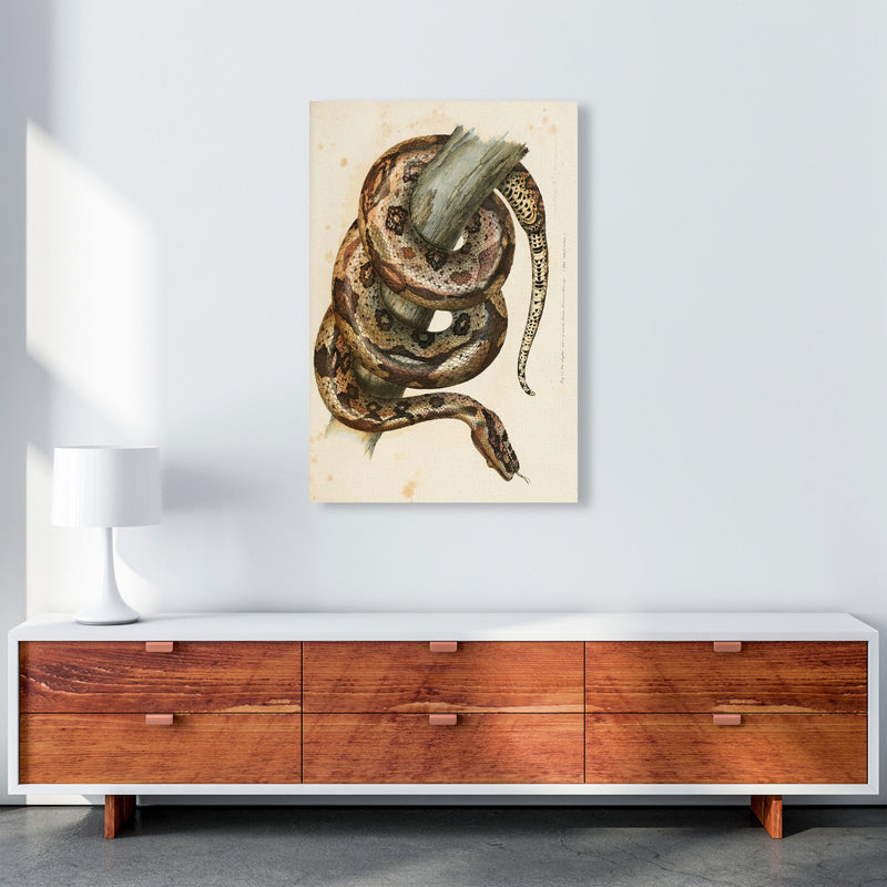 Vintage Snake Illustration Art Print by Jason Stanley A1 Canvas