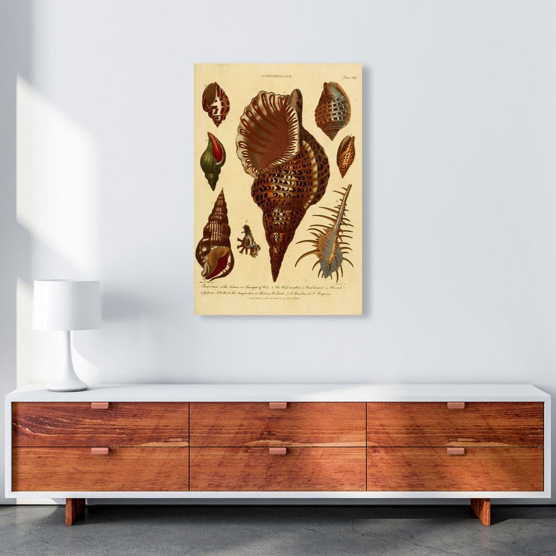 Vintage Conchology 2 Art Print by Jason Stanley A1 Canvas