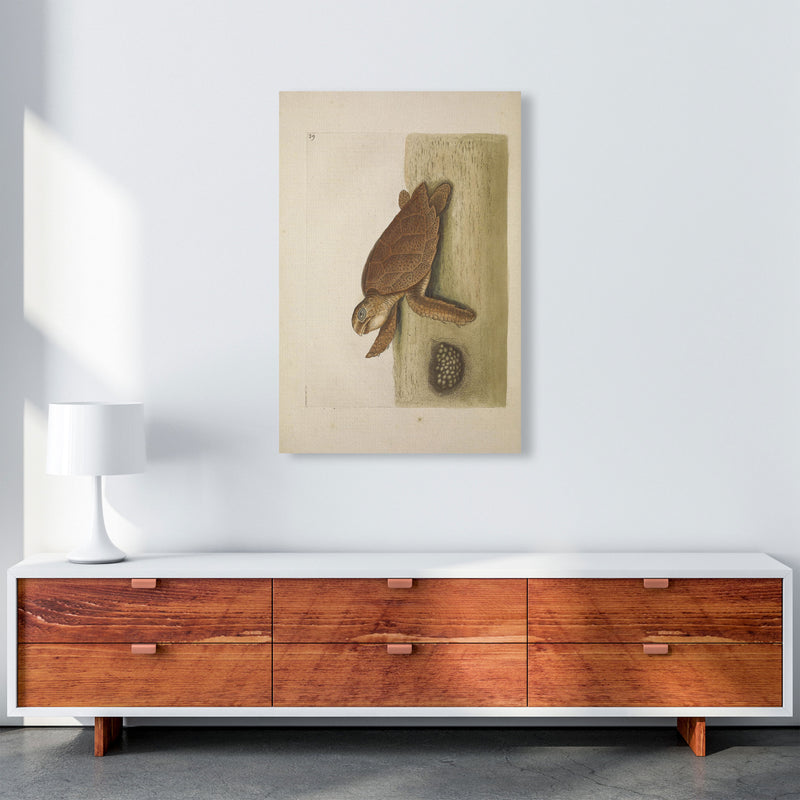 Vintage Sea Turtle Art Print by Jason Stanley A1 Canvas